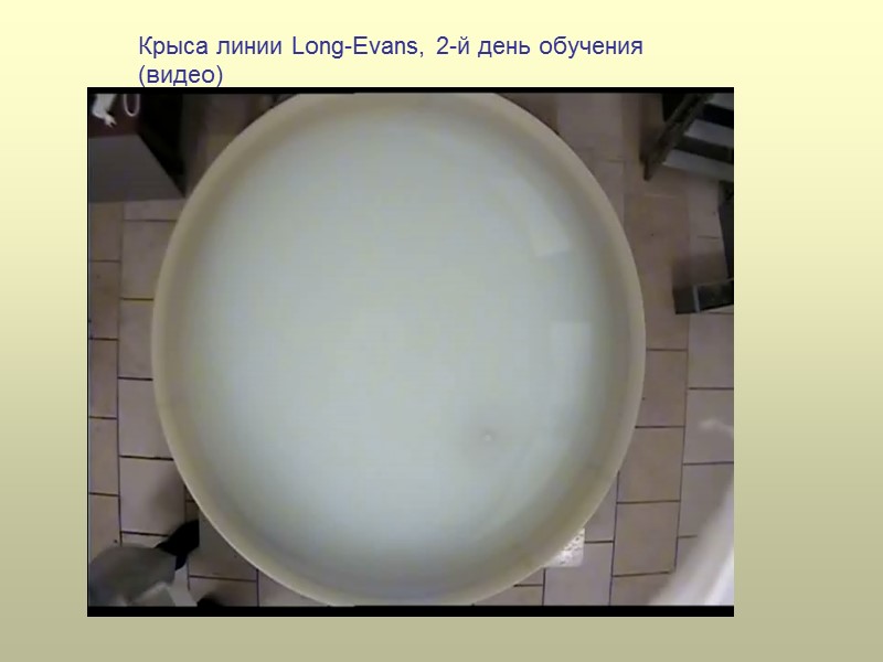 Крыса линии Long-Evans, 2-й день обучения (видео)